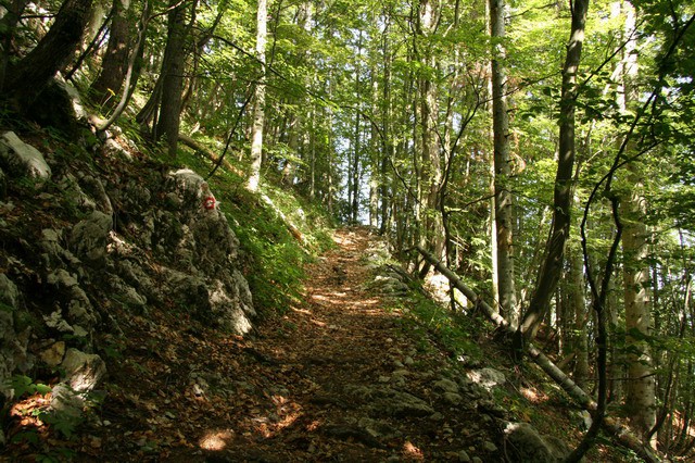 Orožnova koča, Črna prst, 20.6.2006 - foto