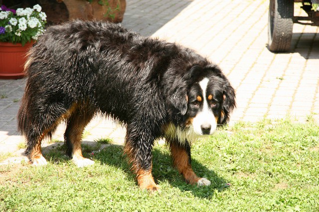 Rožca, Golica, 9.7.2006 - foto povečava