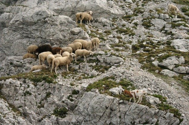 Kofce, Kladivo, Pungartska gora, 12.7.2006 - foto