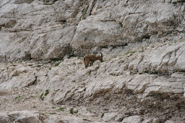 Severna triglavska stena, Slovenska smer, 23. - foto povečava