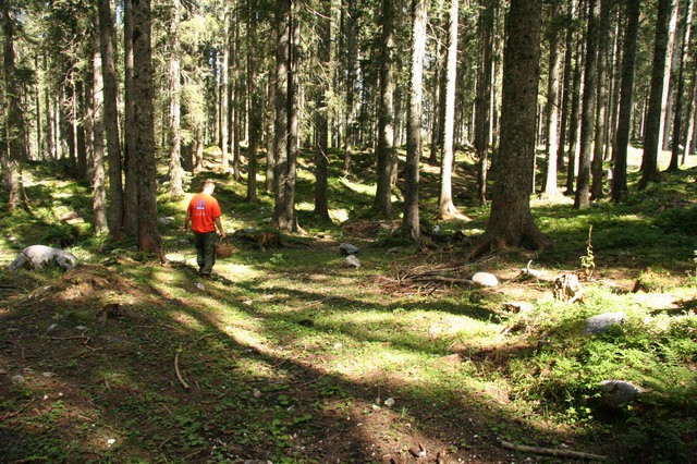 Gobe, Pokljuka, 2.9.2006 - foto