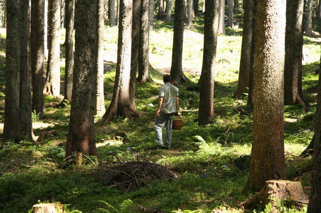 Gobe, Pokljuka, 2.9.2006 - foto