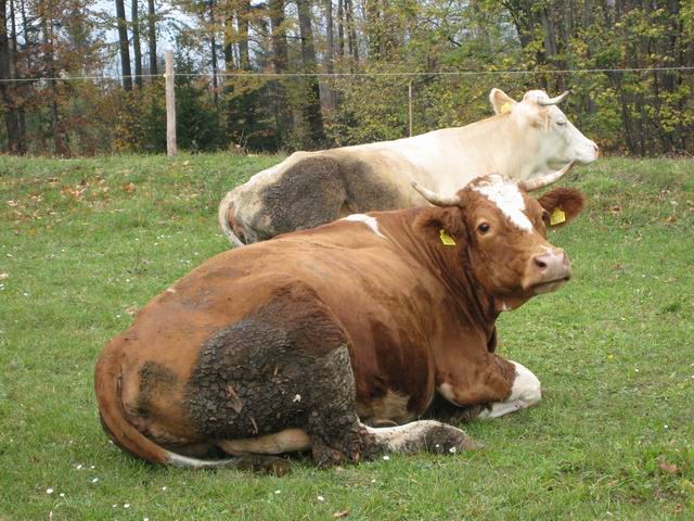 Štefanja gora, 1.11.2006 - foto