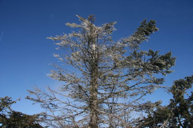 Tolsti vrh, Kriška gora, 26.12.2006 - foto