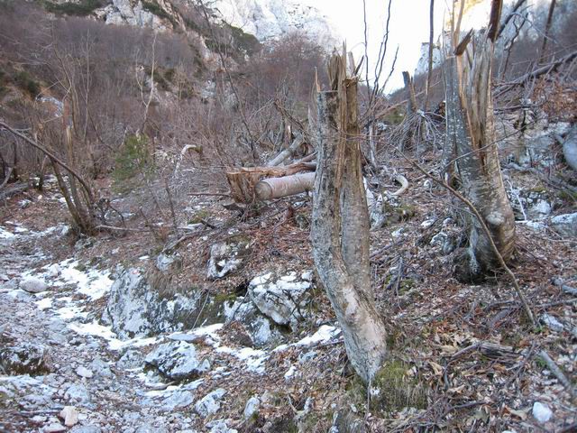 Grintovec, 6.1.2007 (Robi) - foto povečava