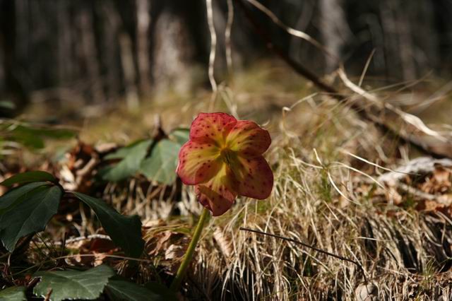 Kališče, Hudičev boršt, 4.3.2007 - foto povečava