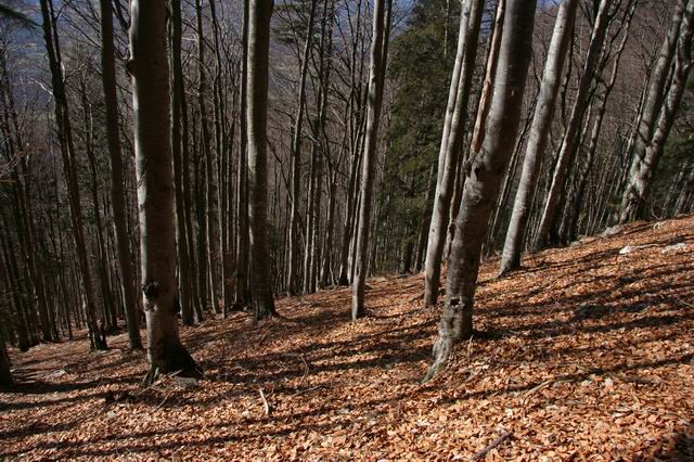 Kališče, Hudičev boršt, 4.3.2007 - foto