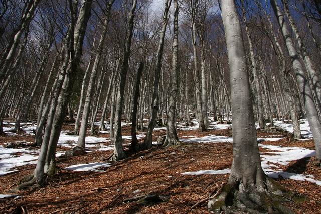 Kališče, Hudičev boršt, 4.3.2007 - foto povečava