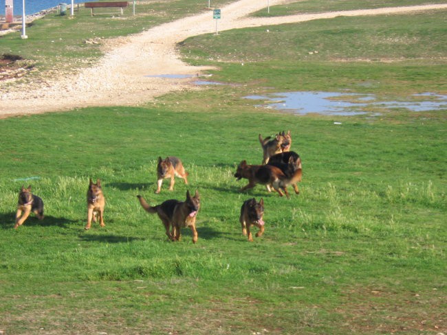 Moji psi - foto povečava