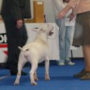 cacib wels