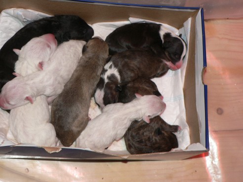 Puppies - foto povečava
