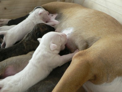 Puppies - foto povečava