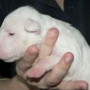 Focoso Armani Chick - 2 weeks