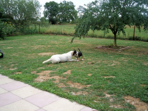 Leica and Abby playing