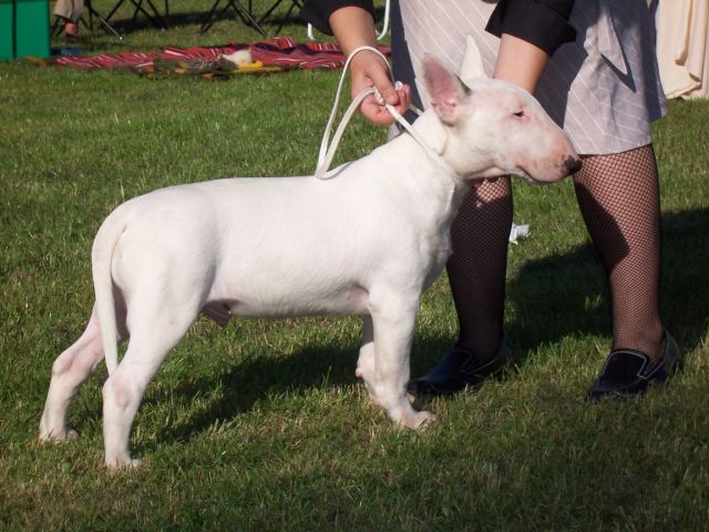 Special bull type show - maribor - foto