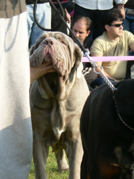 CACIB Skopje 06 - Makedonija - foto povečava