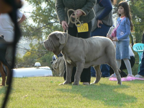 CACIB Skopje 06 - Makedonija - foto povečava