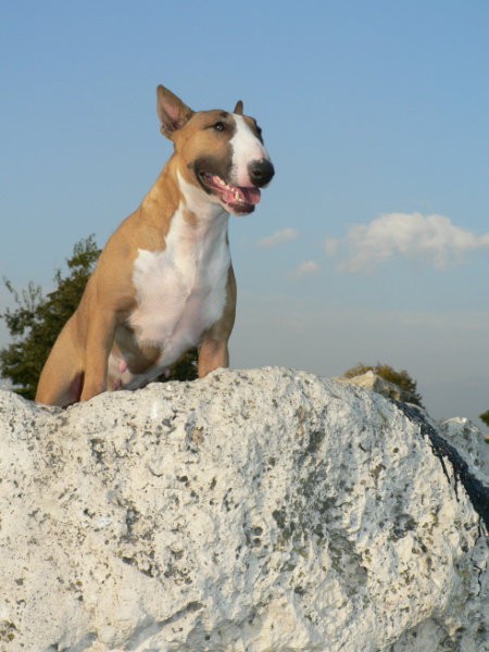 CACIB Skopje 06 - Makedonija - foto