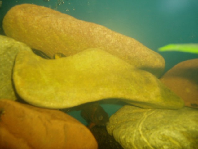 Akvarij-malawi - foto