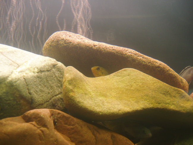 Akvarij-malawi - foto povečava