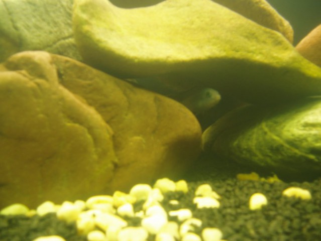 Akvarij-malawi - foto
