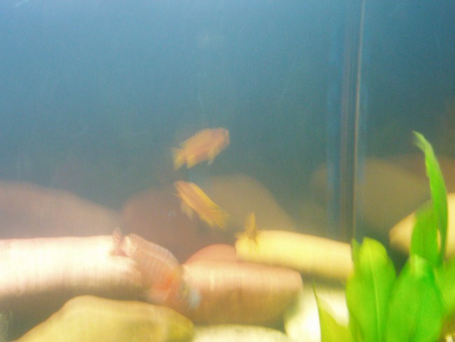 Akvarij-malawi - foto povečava