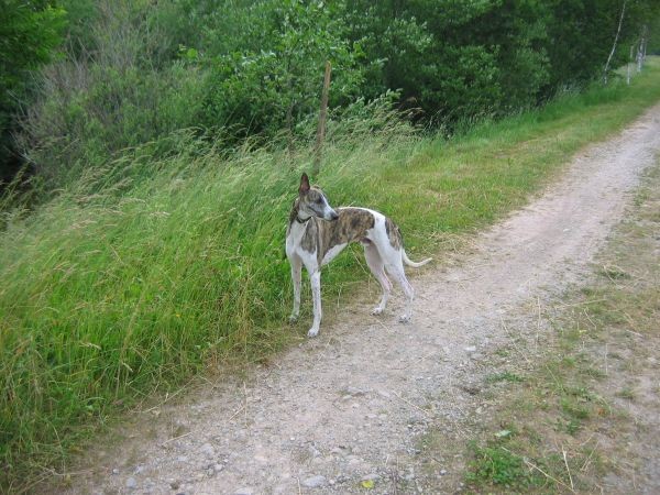 Tihožitje