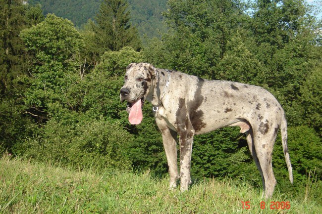 APACHE - foto povečava