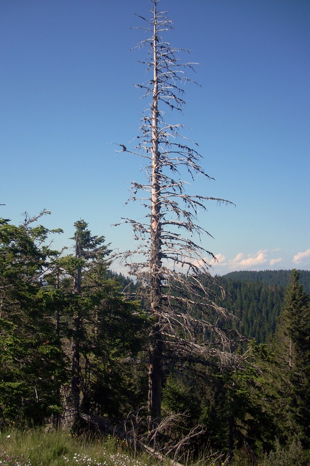 Poletni tabor MO PDM 2009 - Mozirska koča - foto povečava