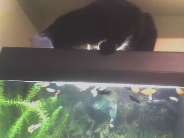 Preštevanje ribic v akvariju