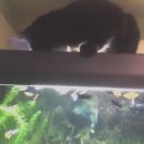 preštevanje ribic v akvariju