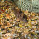 Corydoras punctatus