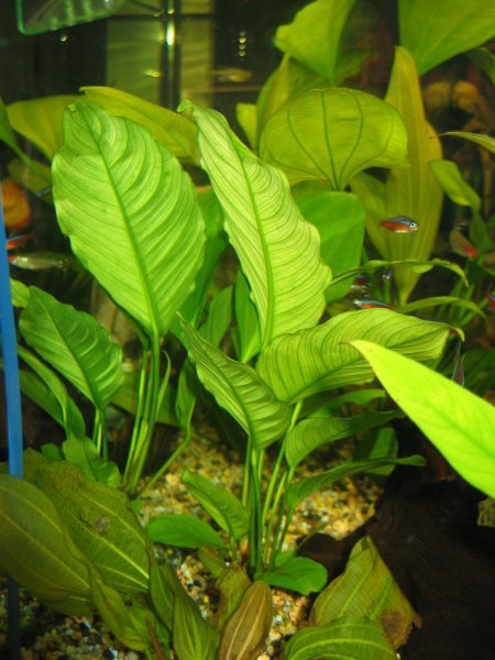 Anubias heterophylla