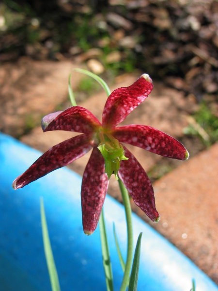 Fritillaria meleagris 
Več na: www.AquaNubis.gajba.net