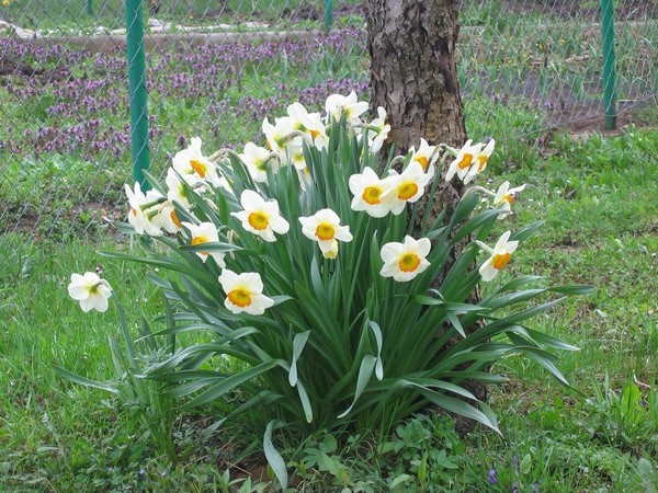 Pomlad - foto povečava