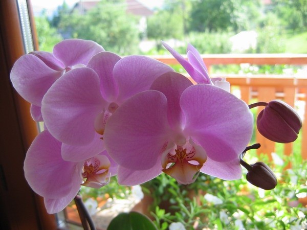 Phalaenopsis - cvetovi
