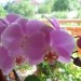 phalaenopsis - cvetovi