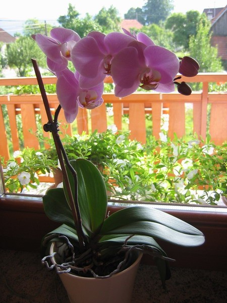 Phalaenopsis, roza