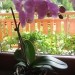 phalaenopsis, roza
