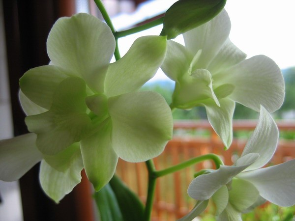 Dendrobium - cvetovi