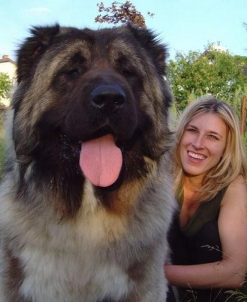 Največji psi na svetu - foto povečava