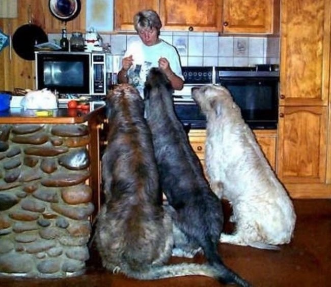 Največji psi na svetu - foto povečava