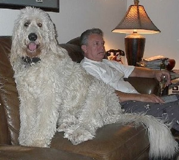 Največji psi na svetu - foto