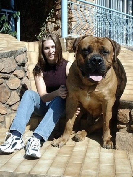 Največji psi na svetu - foto