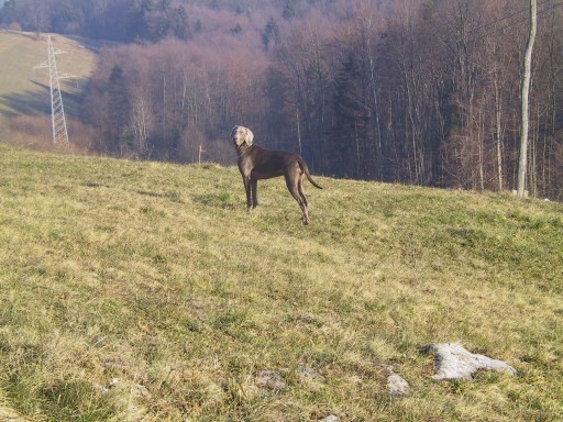 Živin sprehod na Dobeno - foto povečava