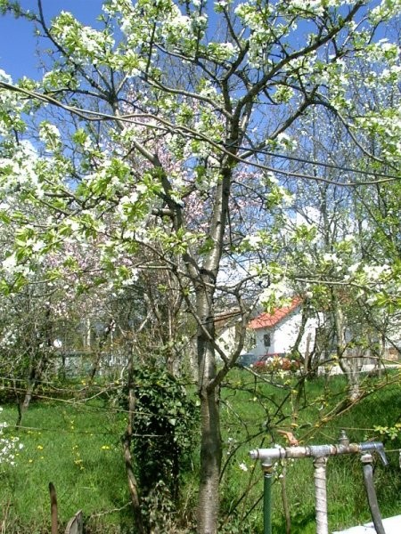 Drevo-bela češnja, z babičinega vrta