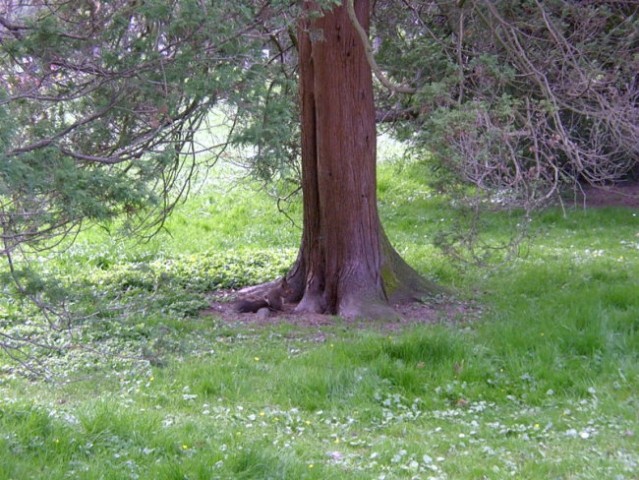 Če pogleaš ob dnu drevesa, vidiš veverico