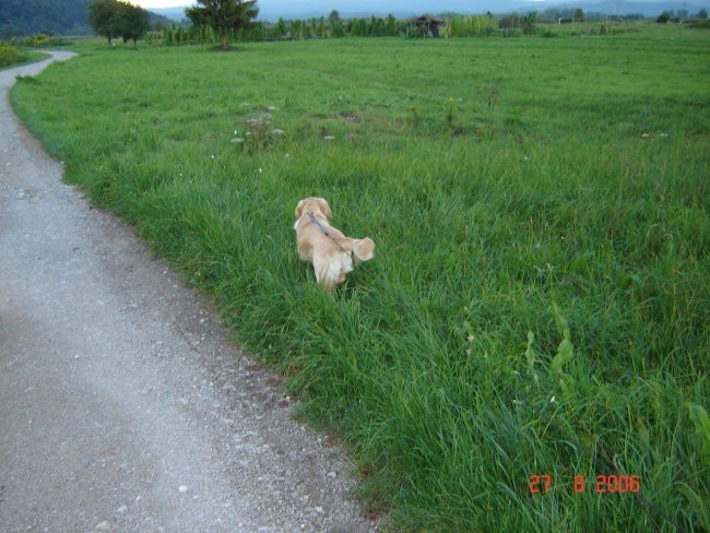 Poletje 2006 - Pupa - foto povečava