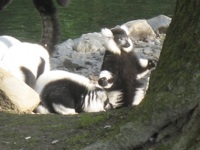 Ljubljanski živalski vrt - foto