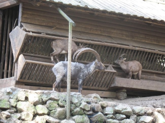 Ljubljanski živalski vrt - foto povečava